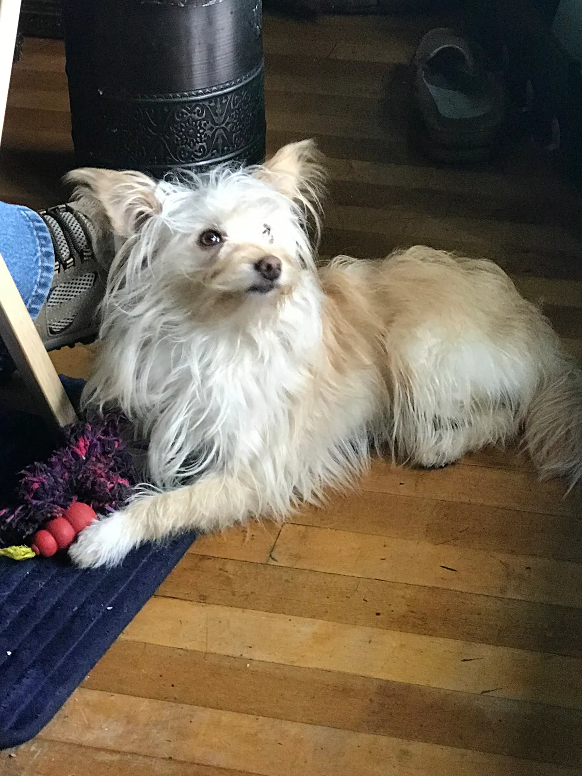 Lost dog in Chicago, IL, 60623