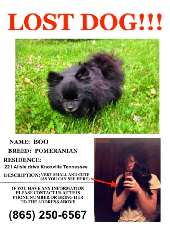 Lost dog in Knoxville, TN, 37920