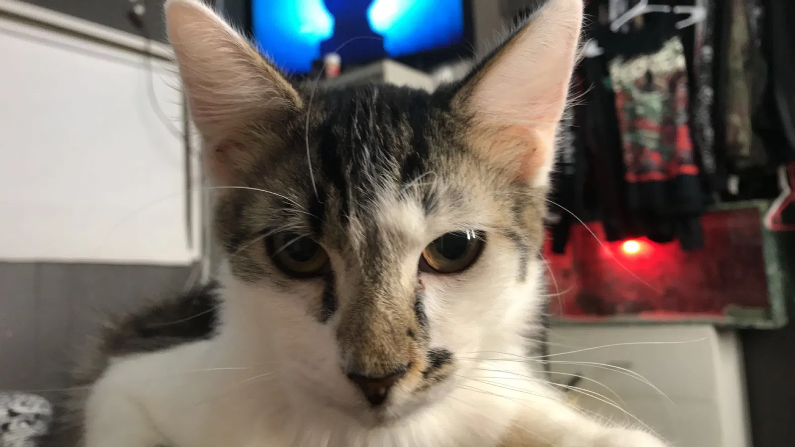 Lost cat in Martinez, CA, 94553