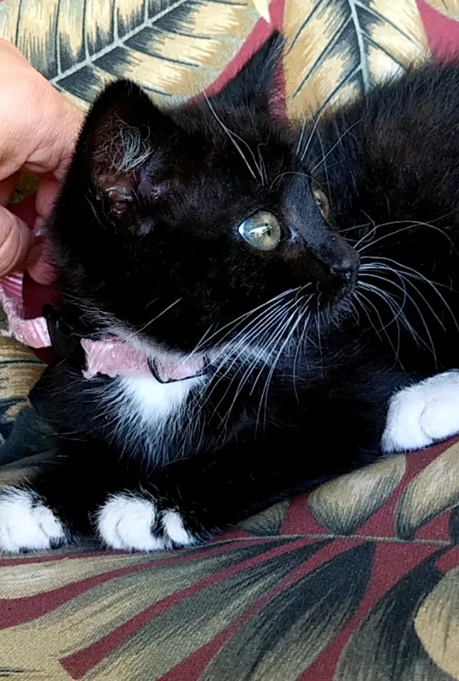 Lost cat in Rialto, CA, 92376