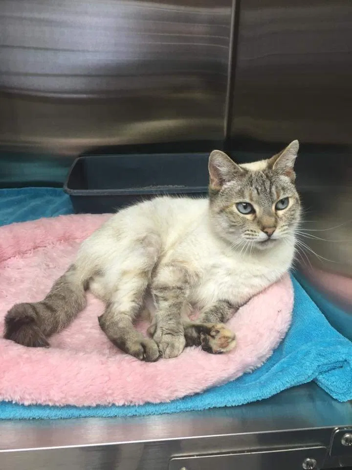 Lost cat in Spanaway, WA, 98387