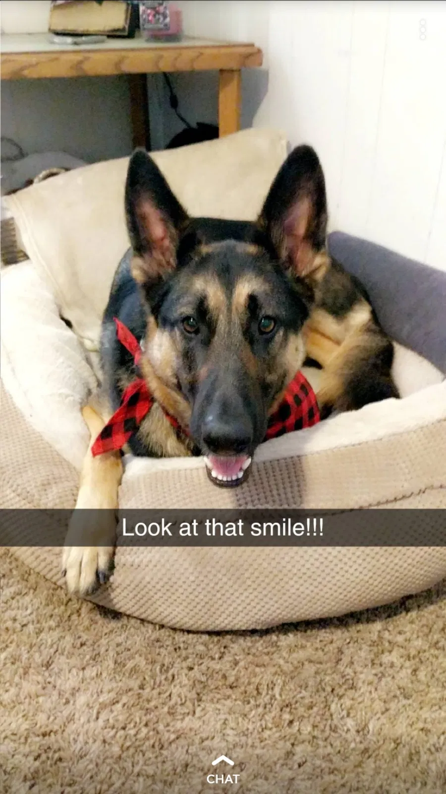 Lost dog in Modesto, CA, 95351