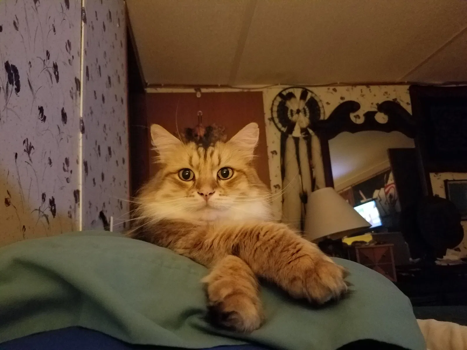 Lost cat in Charlotte, NC, 28210