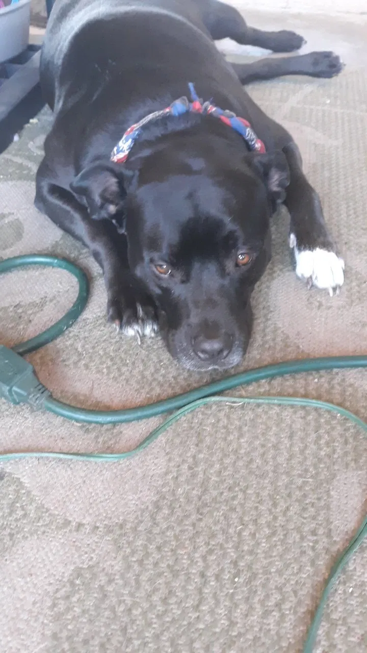 Lost dog in Haines City, FL, 33844