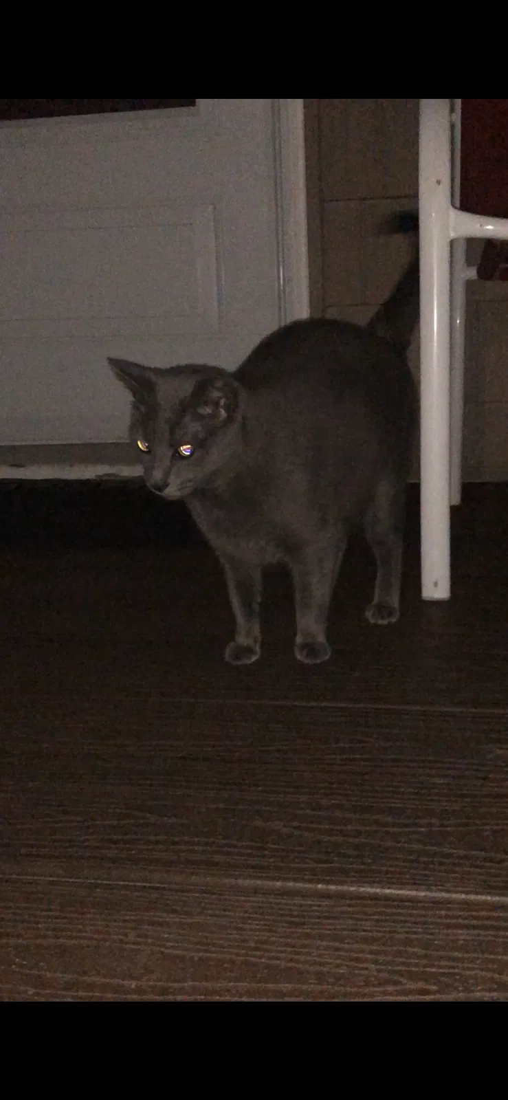 Found cat in Glen Burnie, MD, 21061