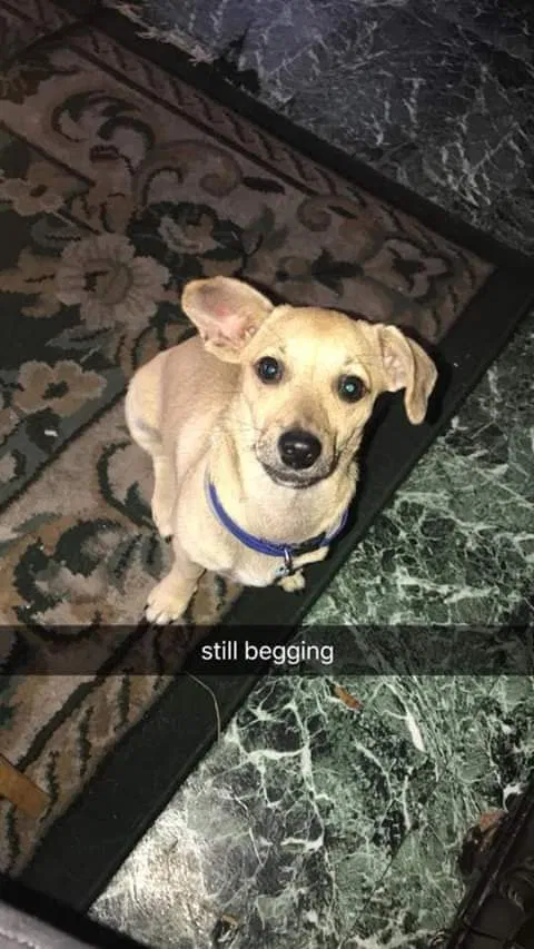 Lost dog in Lake Wales, FL, 33859