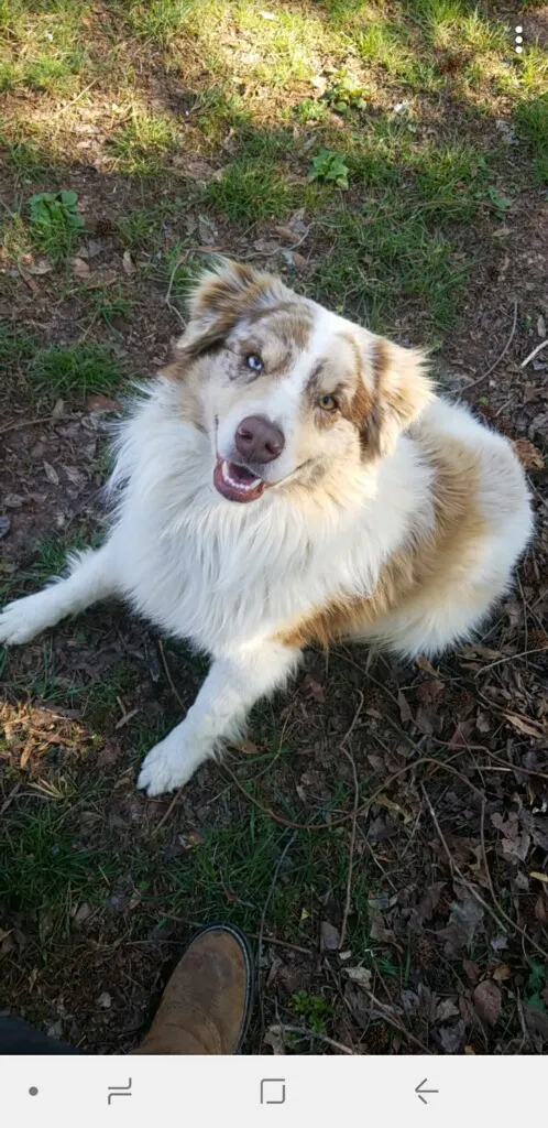 Lost dog in Toney, AL, 35773