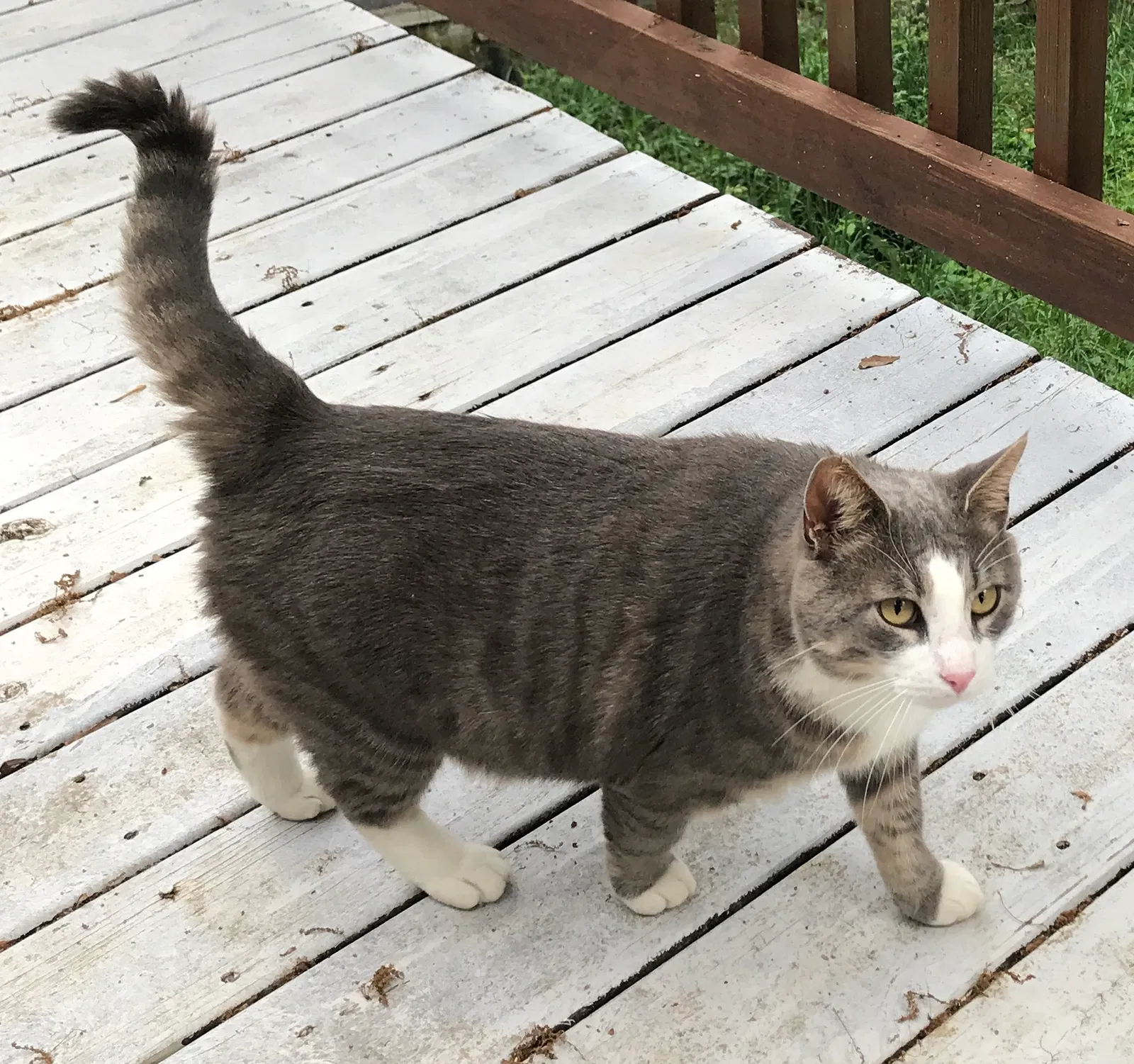 Lost cat in Inman, SC, 29349