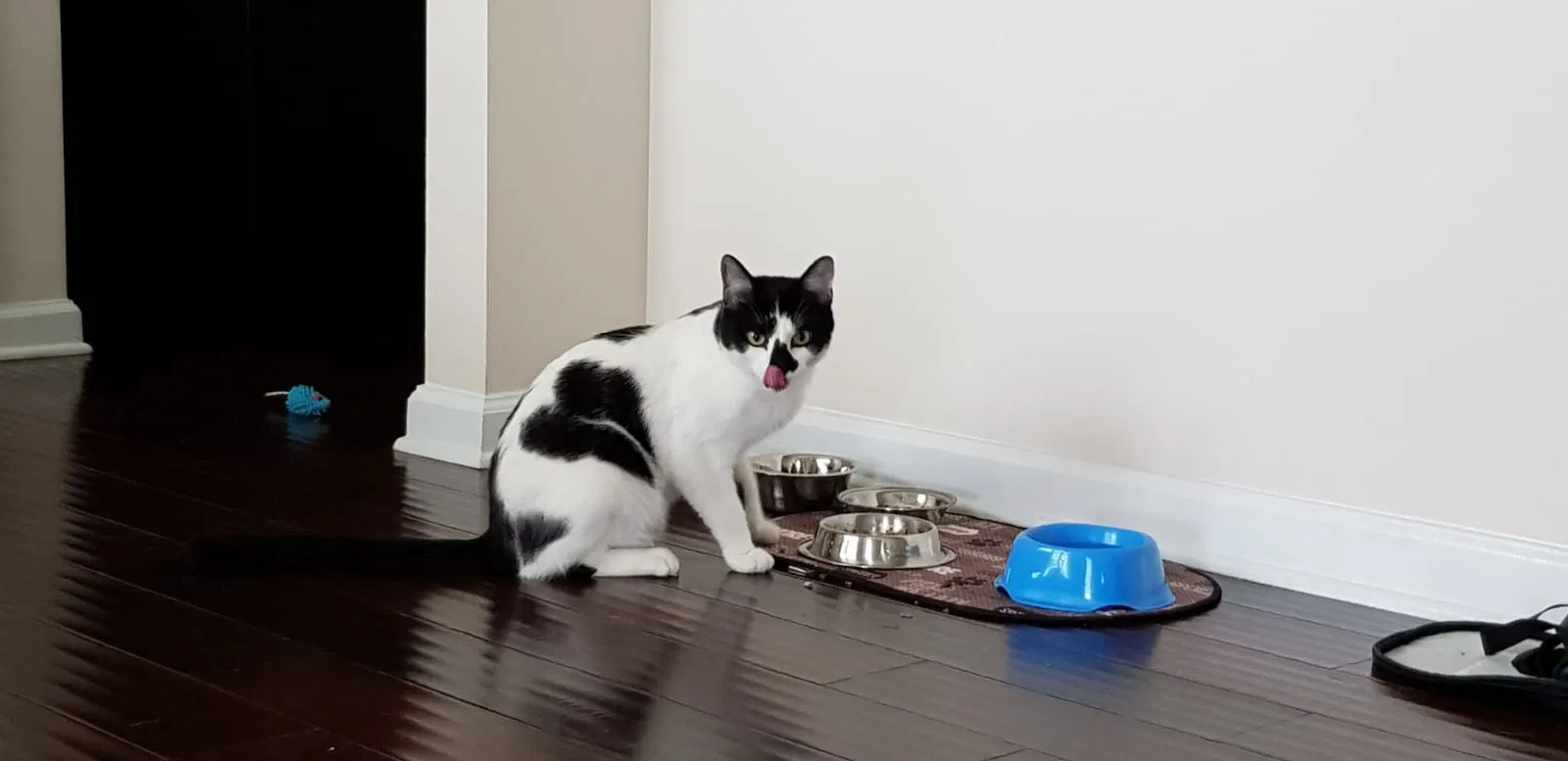 Lost cat in Greer, SC, 29650