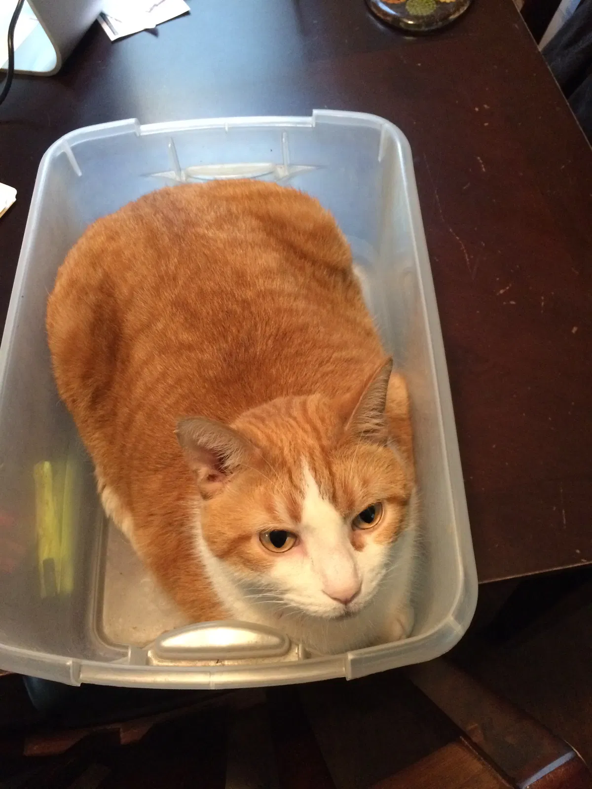 Lost cat in Saint Paul, MN, 55112