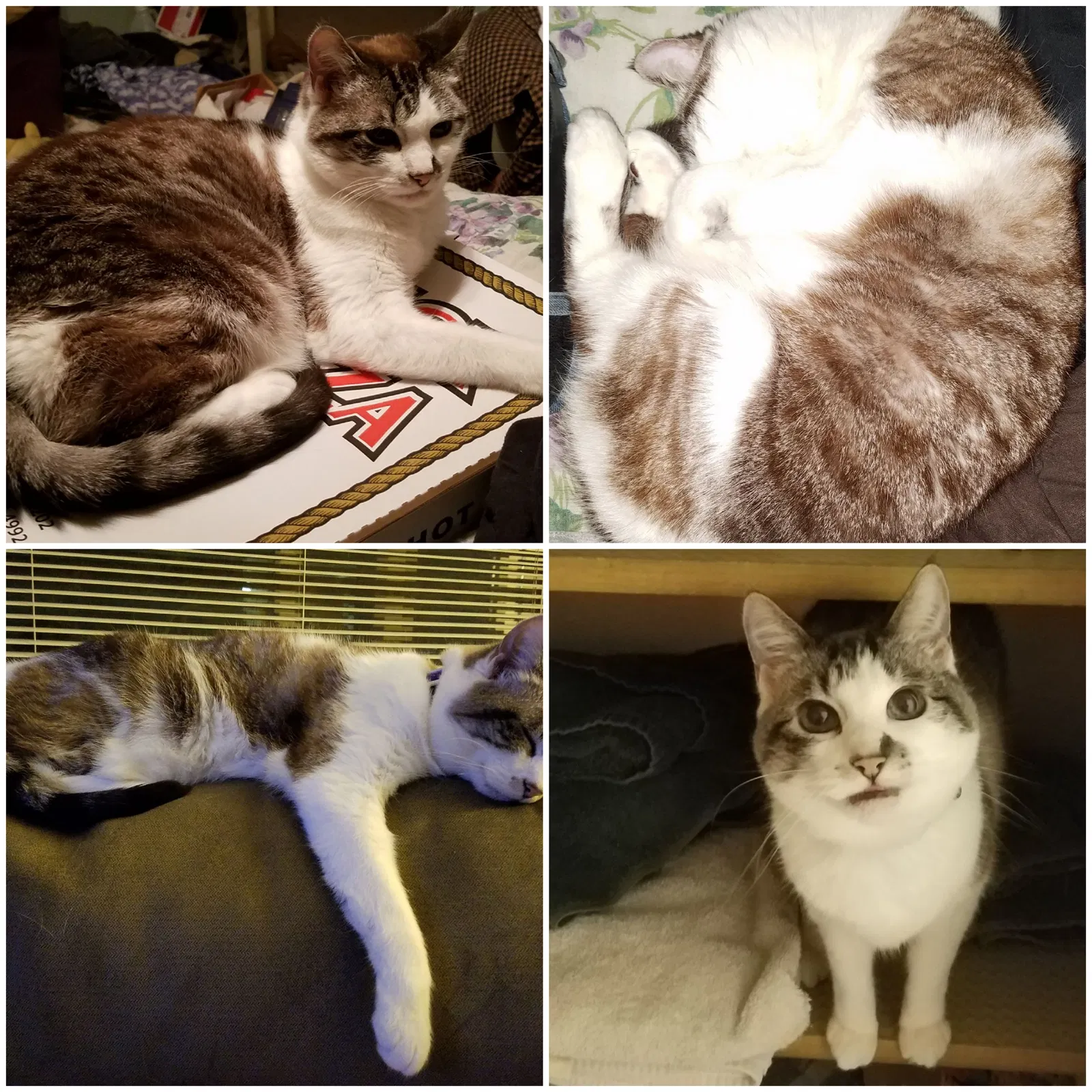 Lost cat in Bremerton, WA, 98311