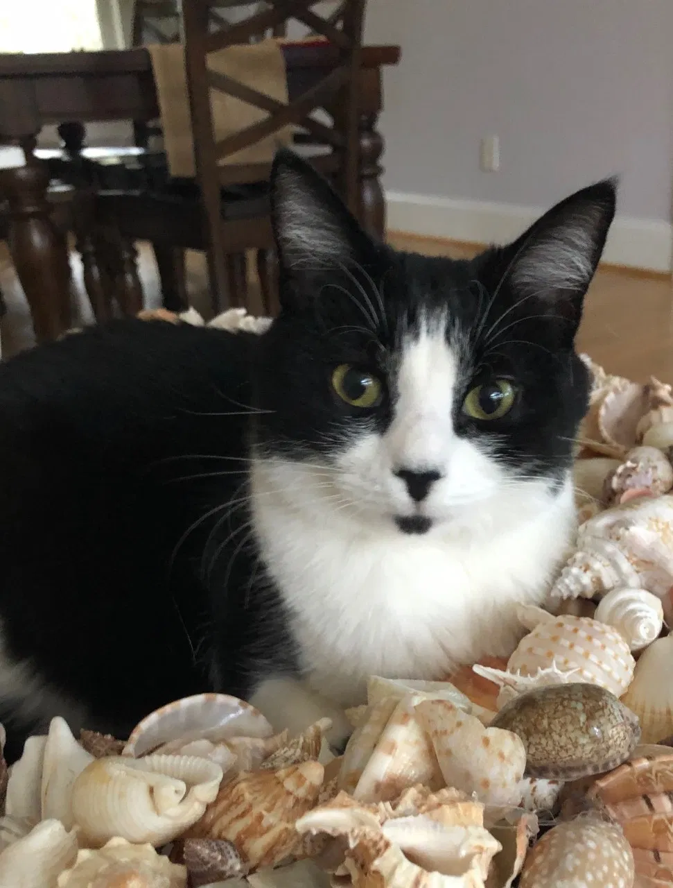 Lost cat in Wilmington, NC, 28412