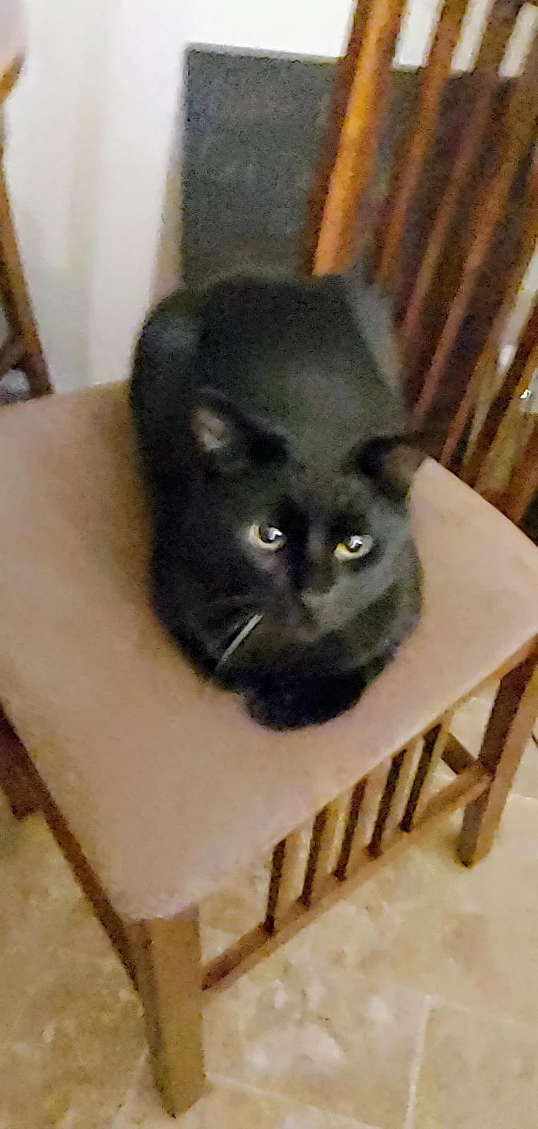 Lost cat in Hastings, MN, 55033