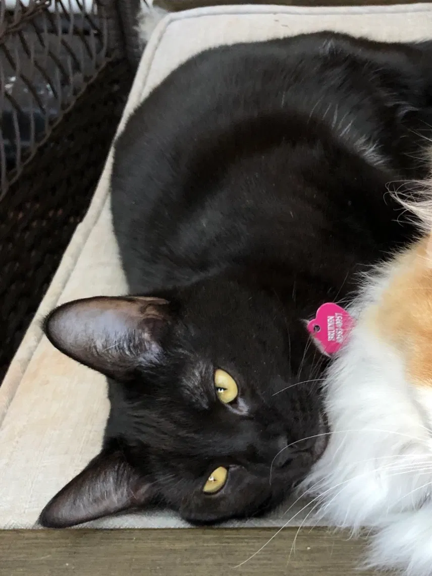 Lost cat in Edmond, OK, 73034
