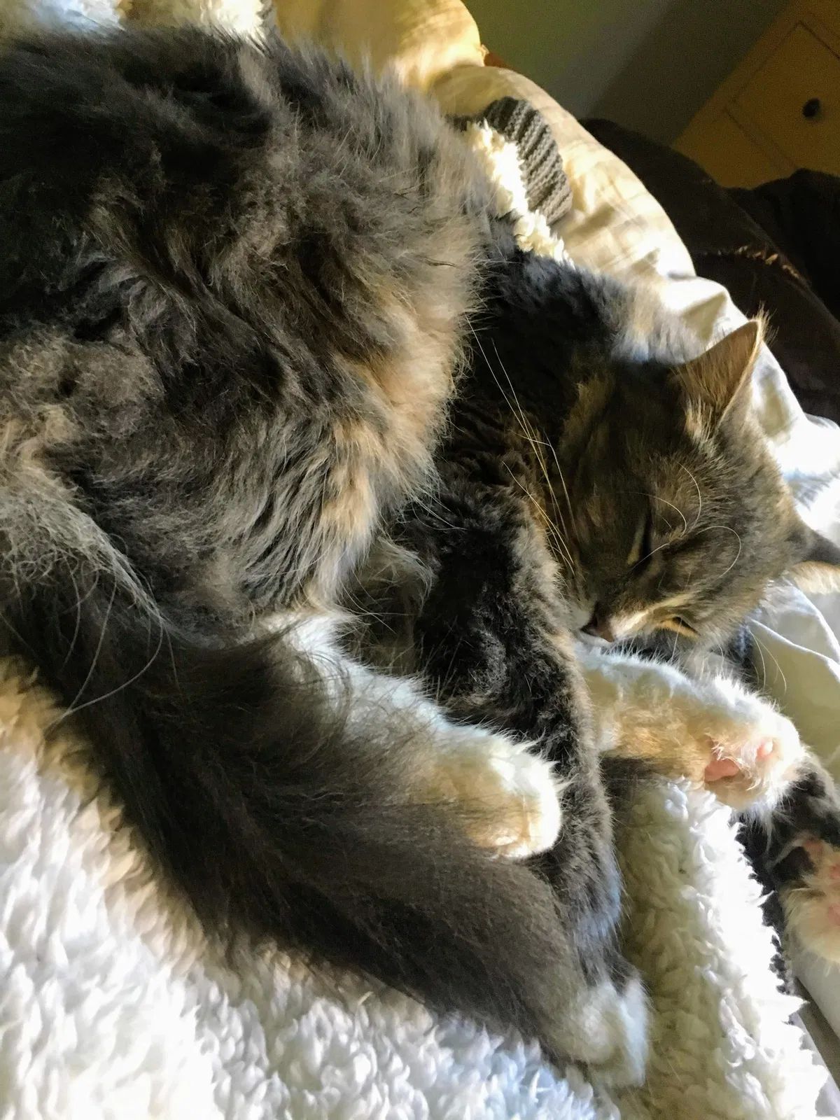 Lost cat in Cedar, MN, 55011