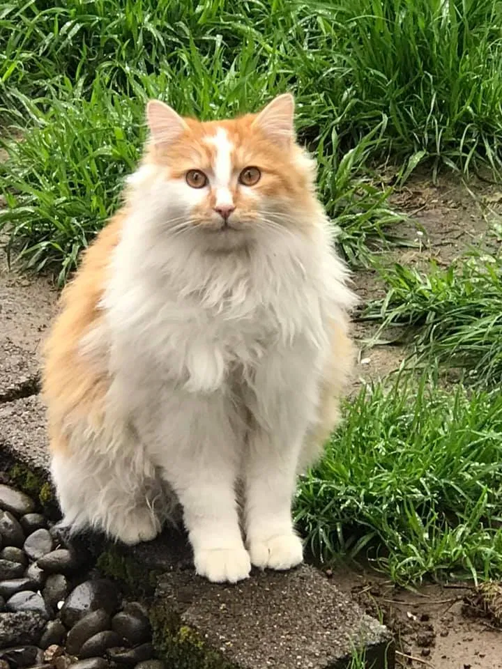 Lost cat in Portland, OR, 97206