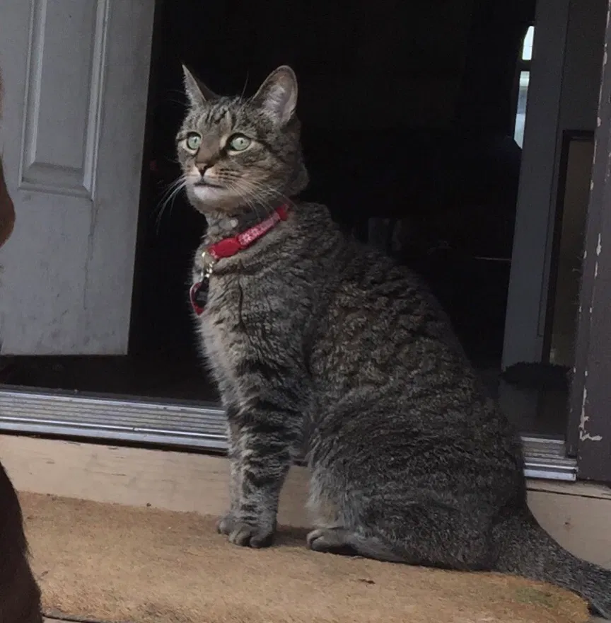 Lost cat in Bloomsburg, PA, 17815