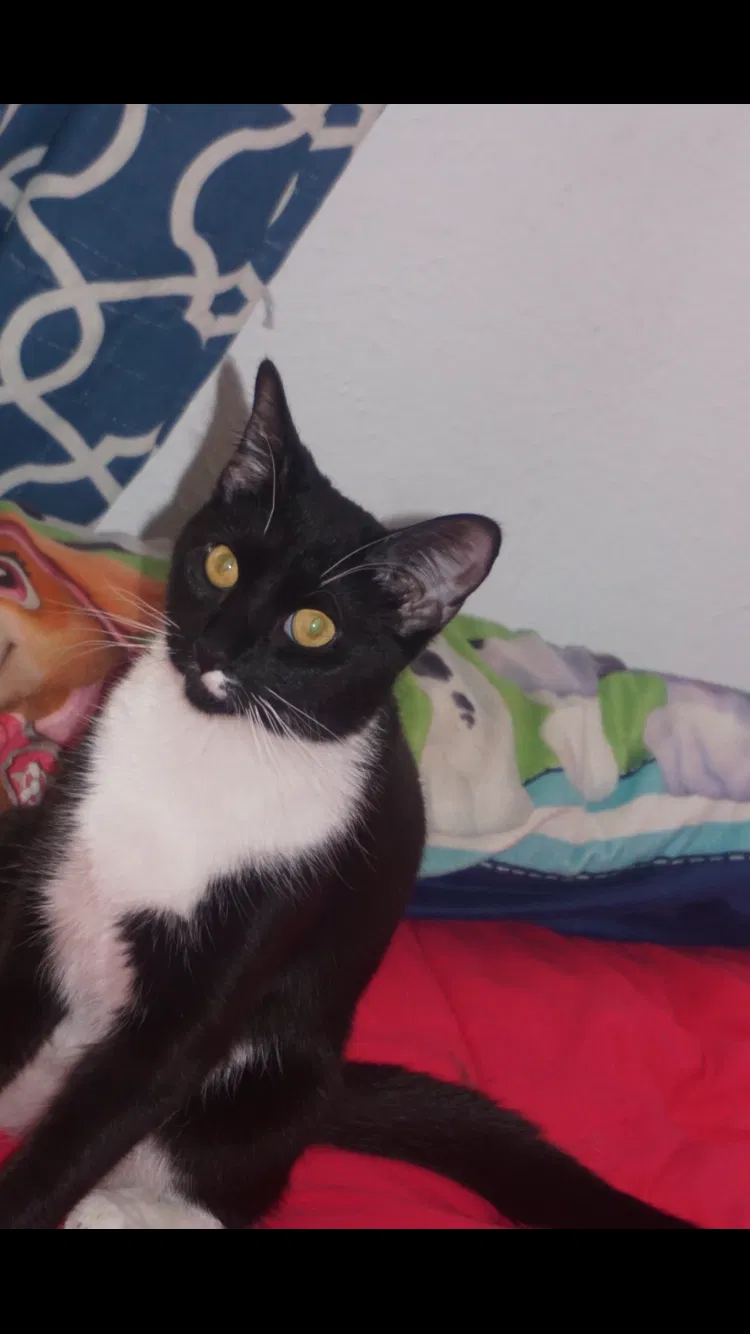 Lost cat in Toledo, OH, 43611