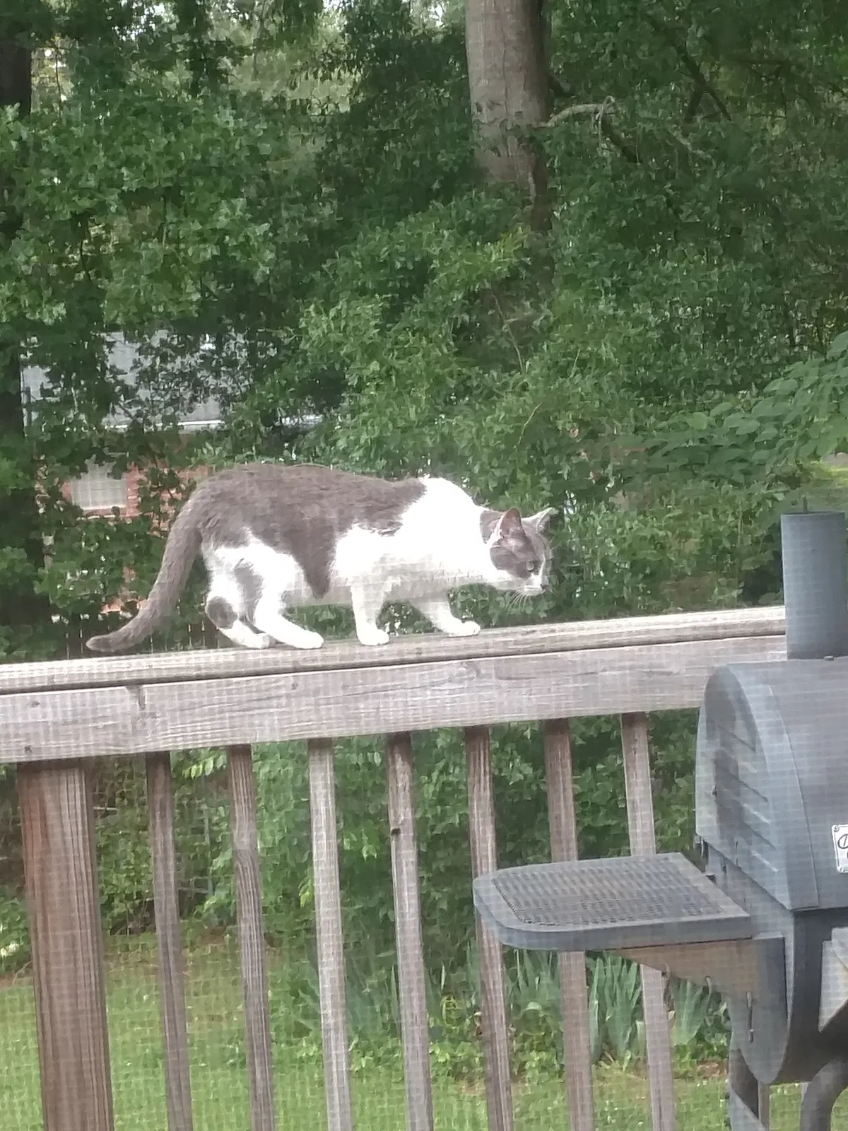 Lost cat in Adamsville, AL, 35005