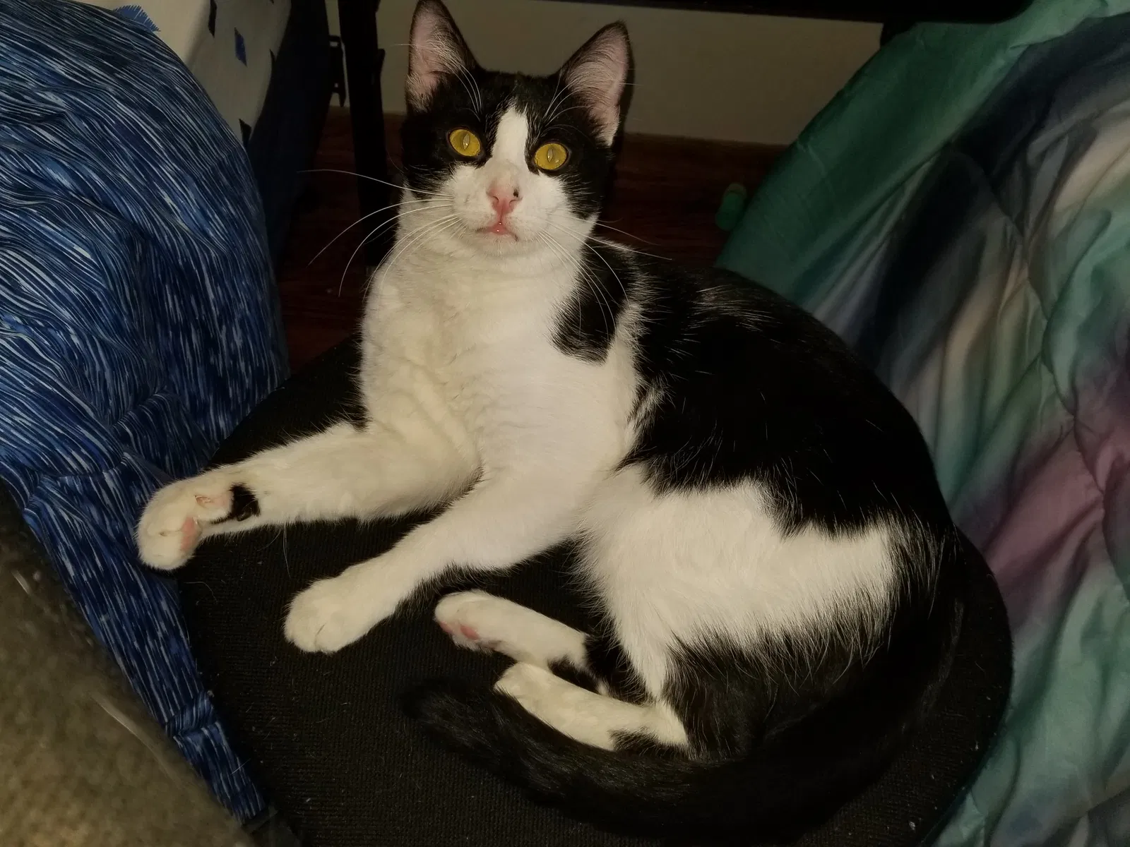Lost cat in Wilmington, IL, 60481