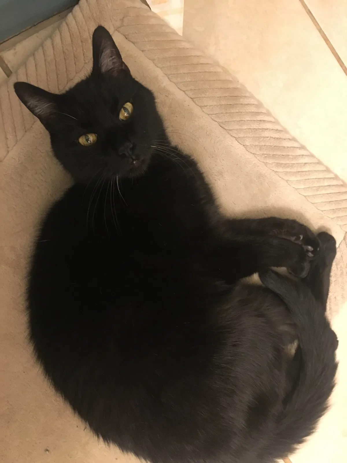 Lost cat in Golden, CO, 80401