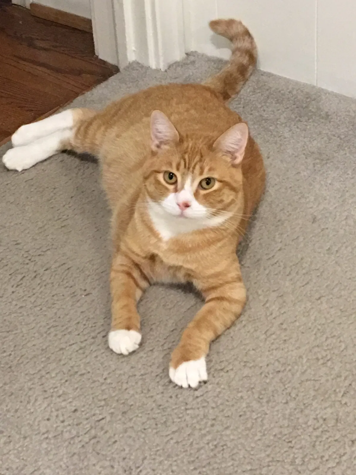 Lost cat in Richardson, TX, 75080