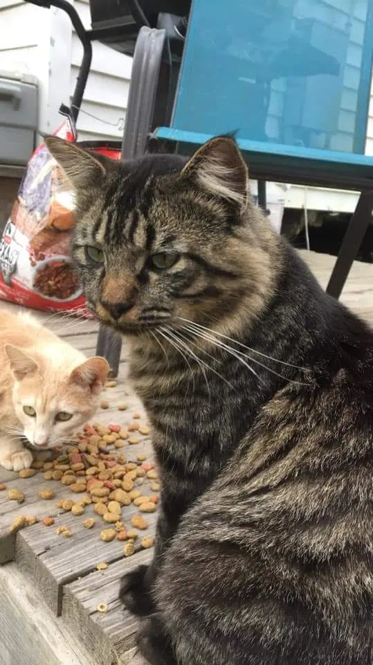 Lost cat in Porter, TX, 77365