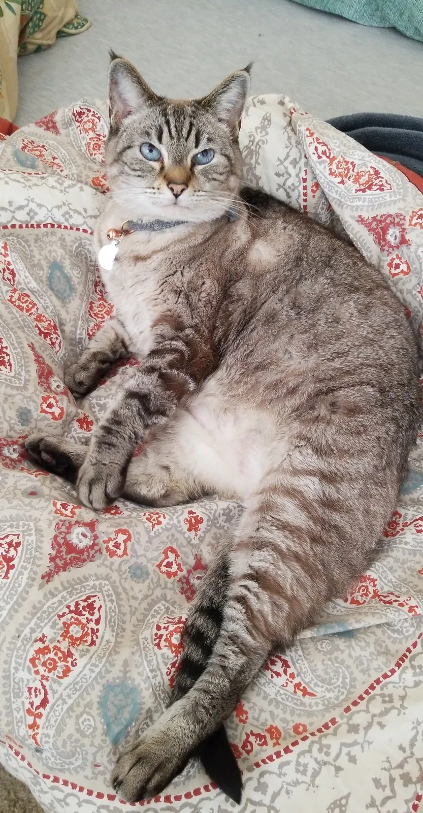 Lost cat in Sacramento, CA, 95834