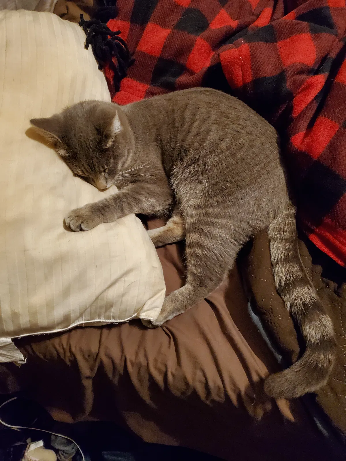 Lost cat in San Tan Valley, AZ, 85143