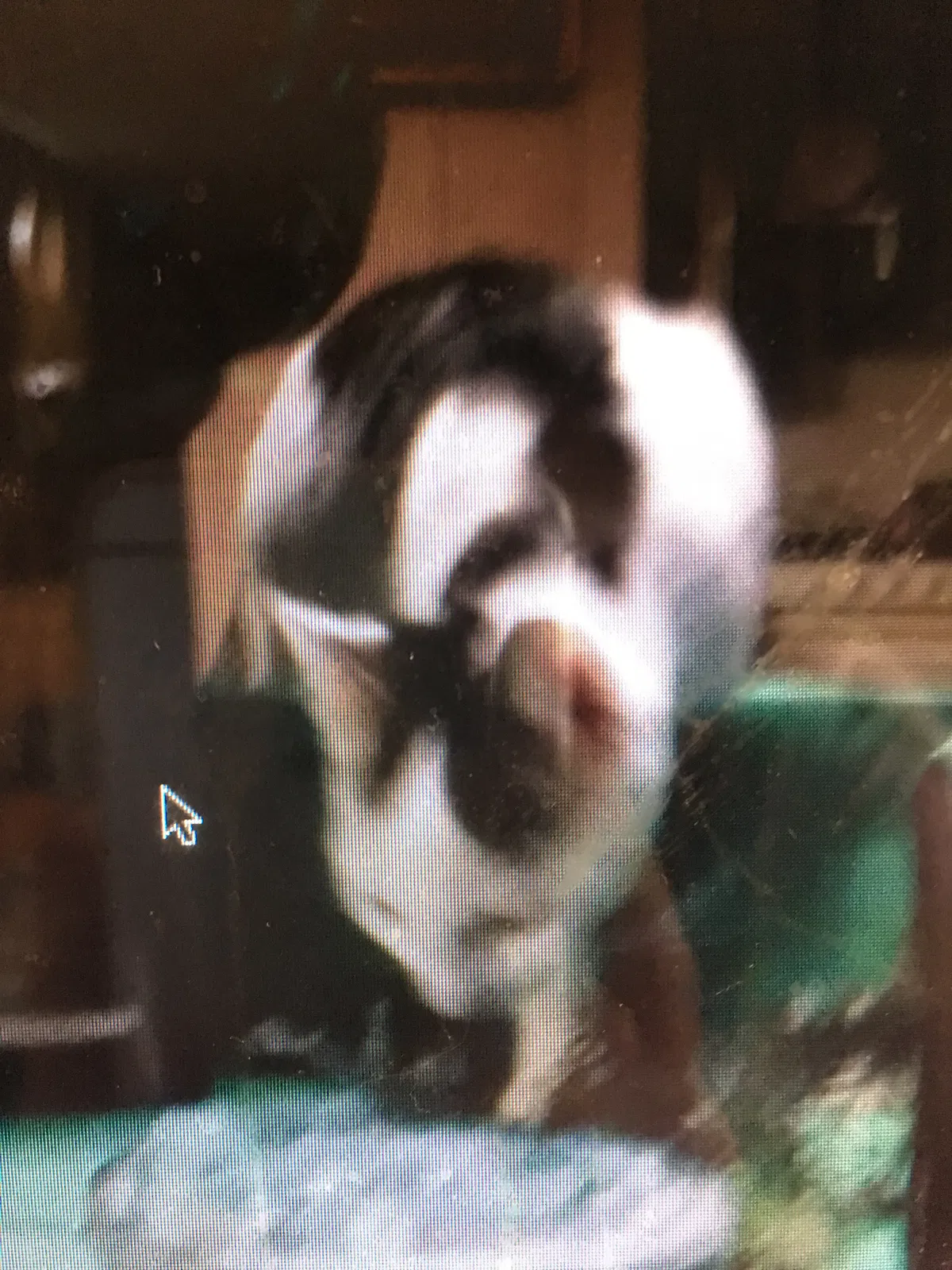 Lost cat in Berne, IN, 46711
