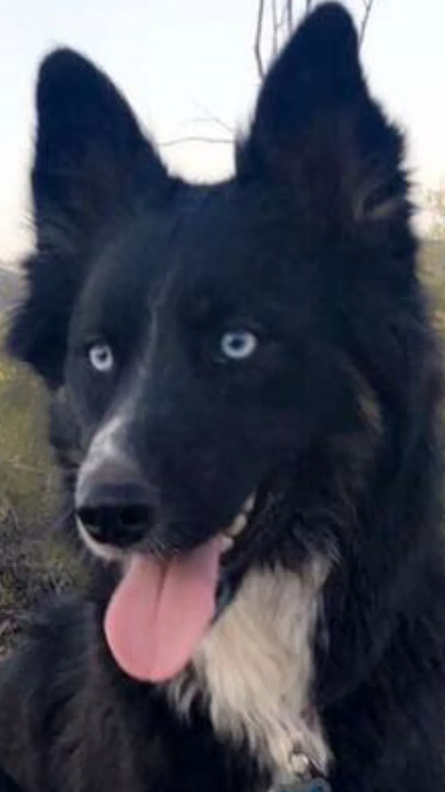 Lost dog in Tucson, AZ, 85741