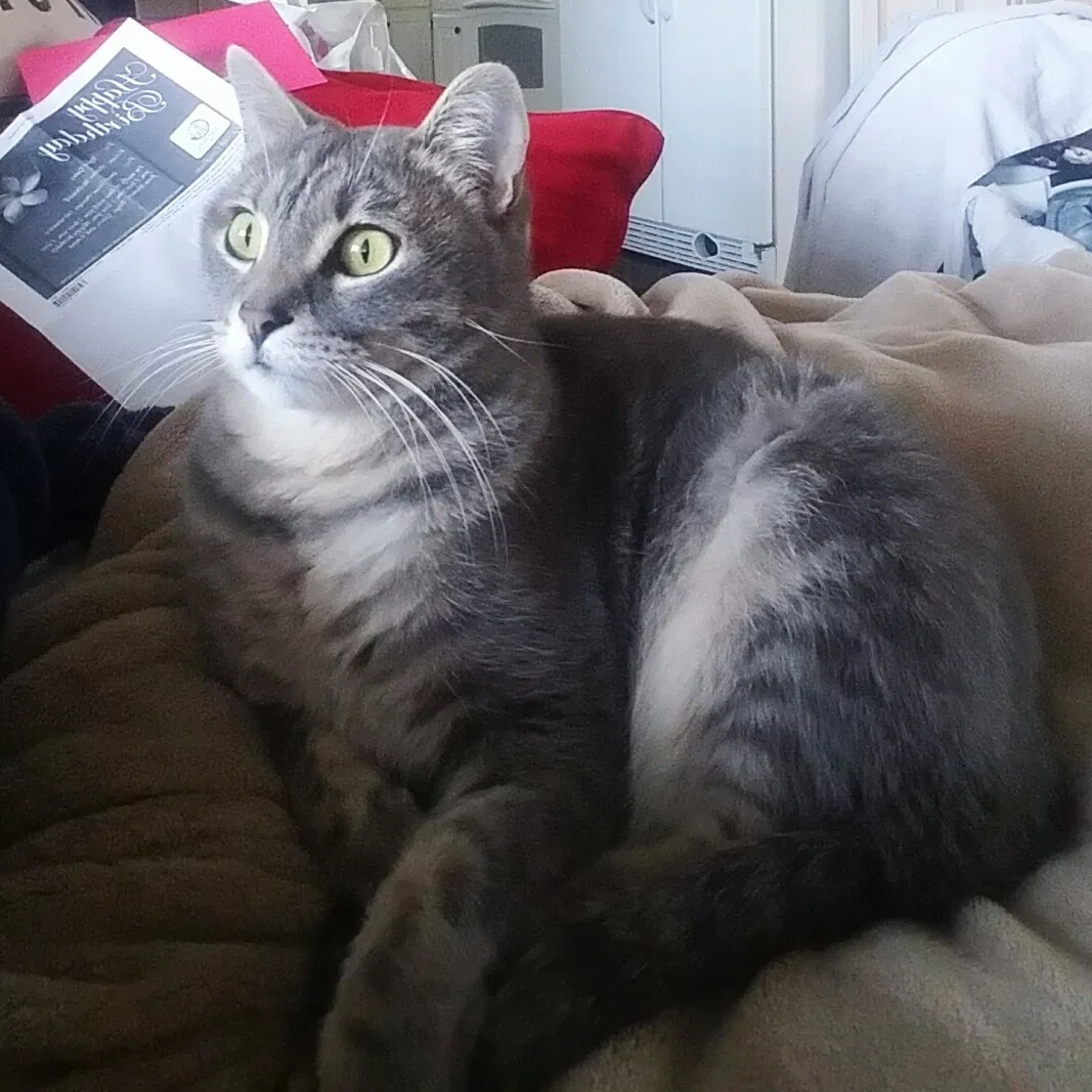 Lost cat in Kansas City, MO, 64133
