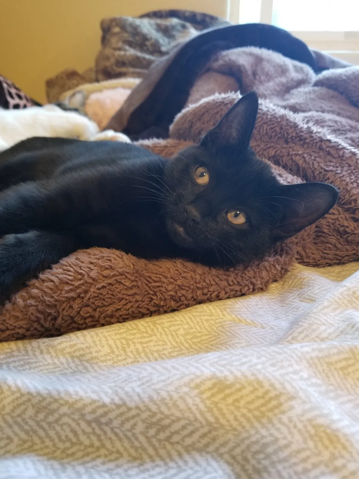 Lost cat in Baldwin Park, CA, 91706