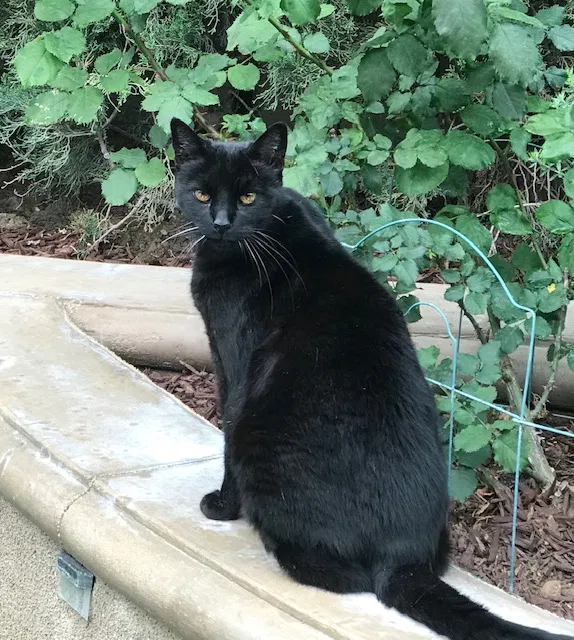 Lost cat in Tustin, CA, 92780
