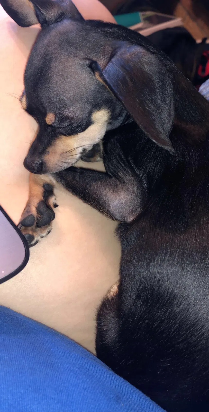 Lost dog in Terre Haute, IN, 47805