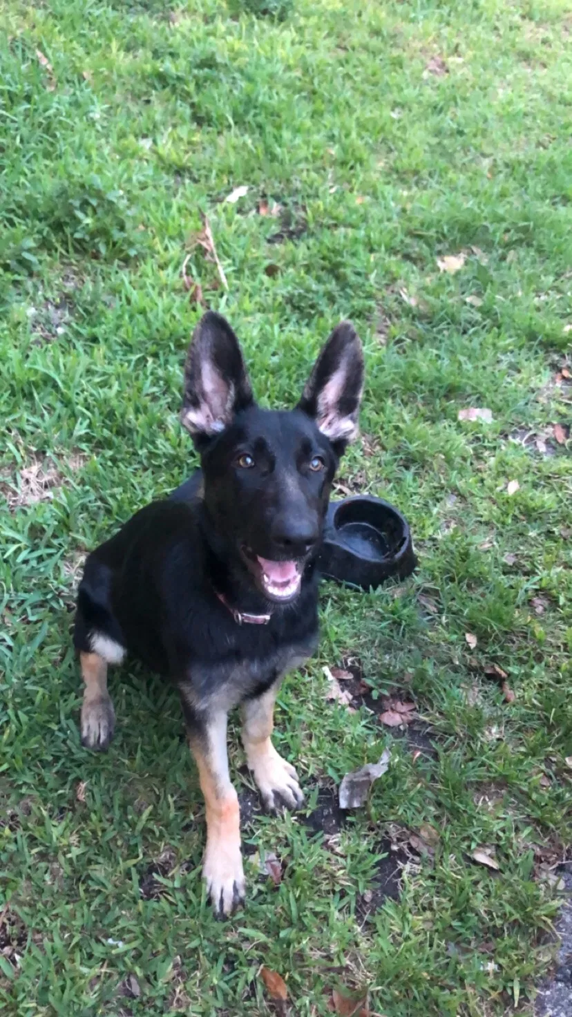 Lost dog in Homestead, FL, 33032