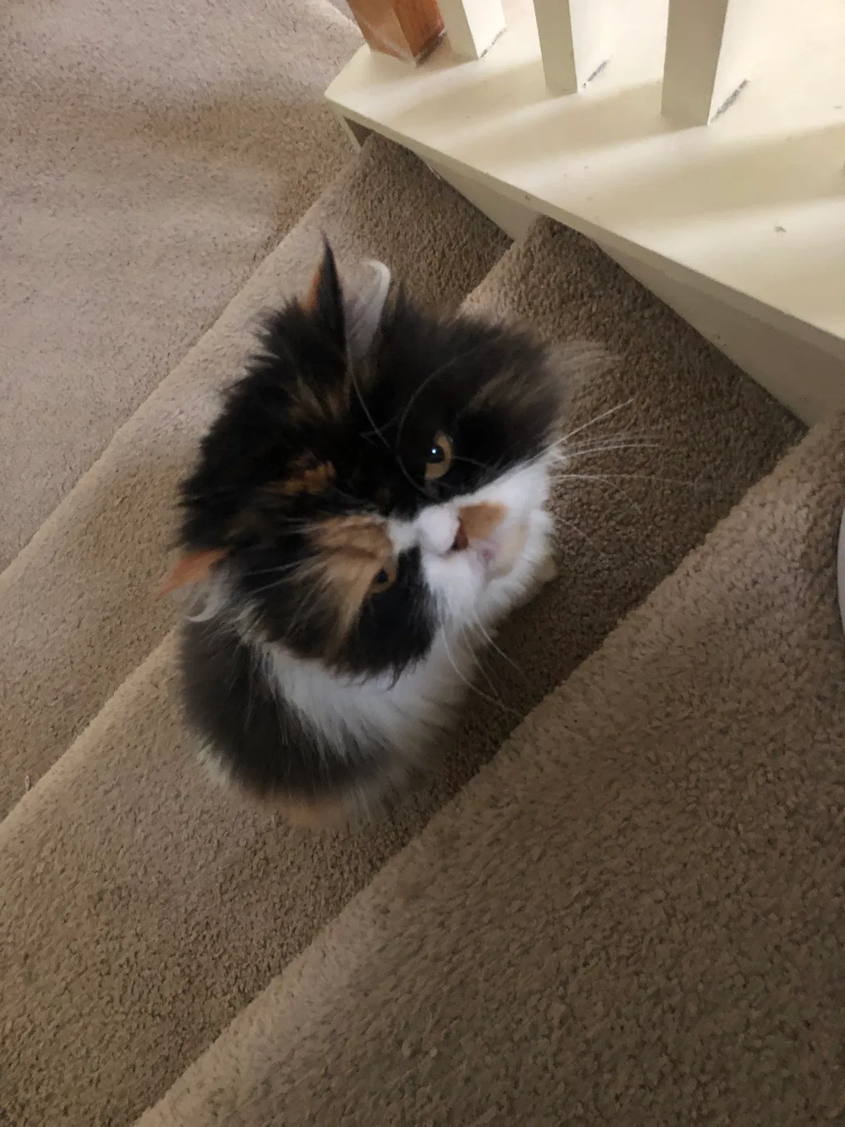 Lost cat in Parrish, FL, 34219