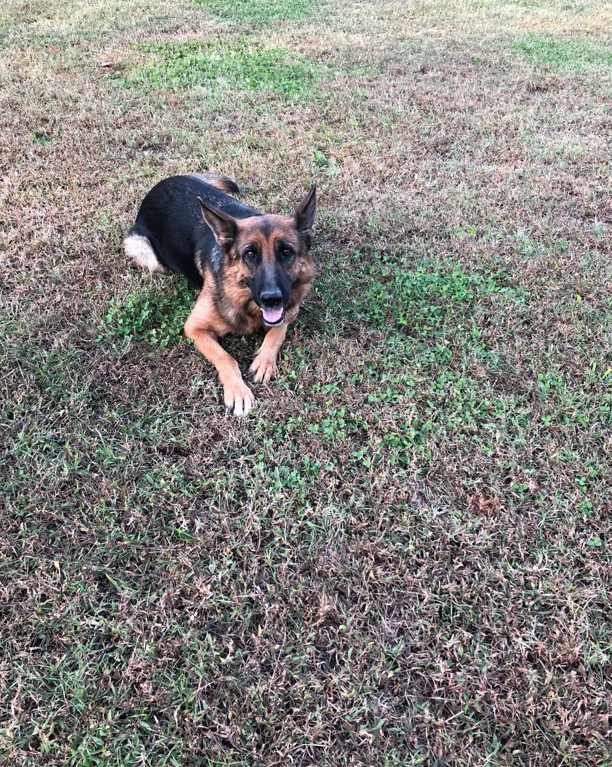 Lost dog in Campobello, SC, 29322