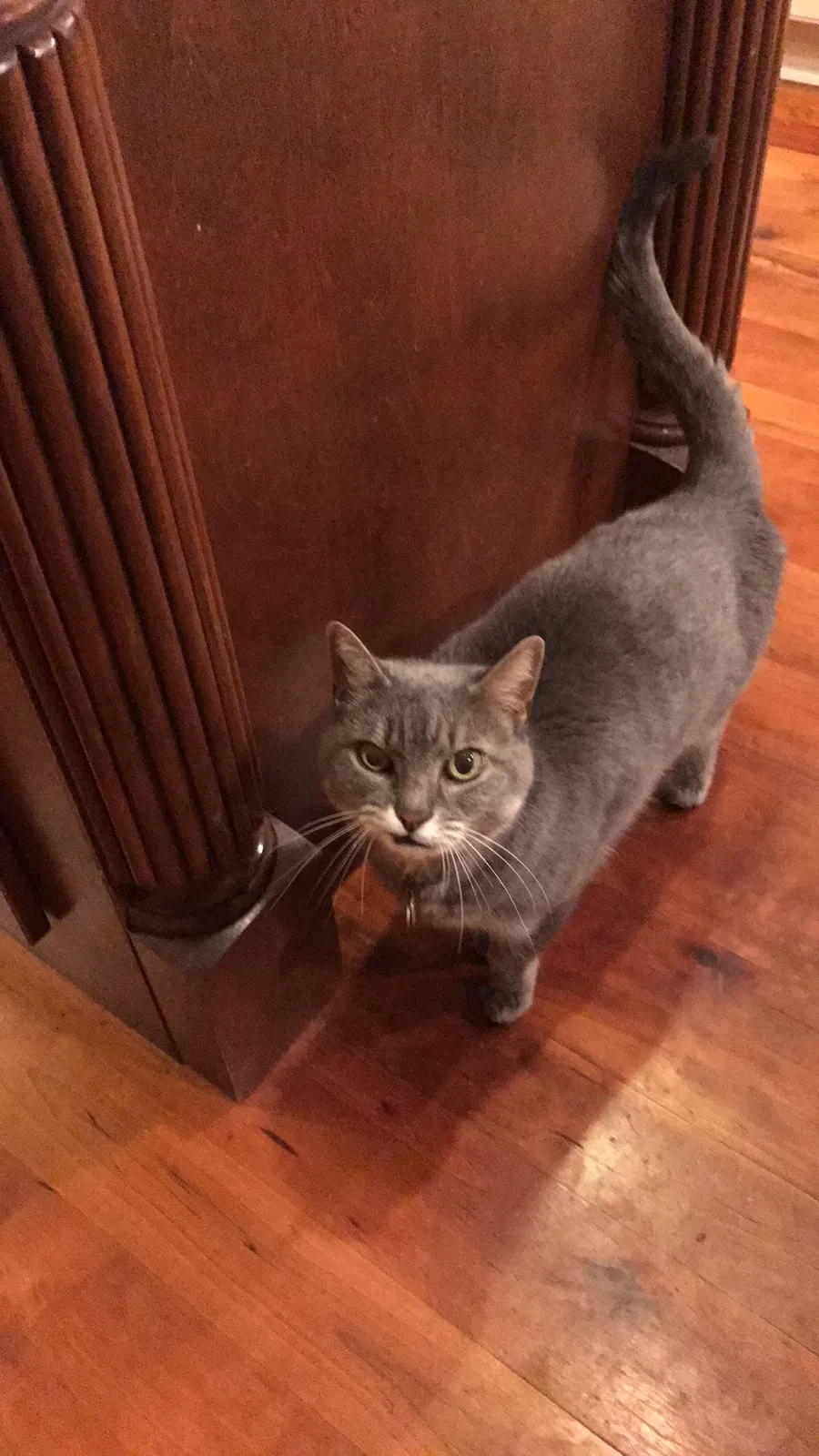 Lost cat in Cumming, GA, 30040