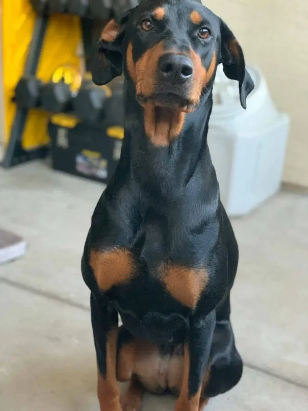 Lost dog in San Antonio, TX, 78213