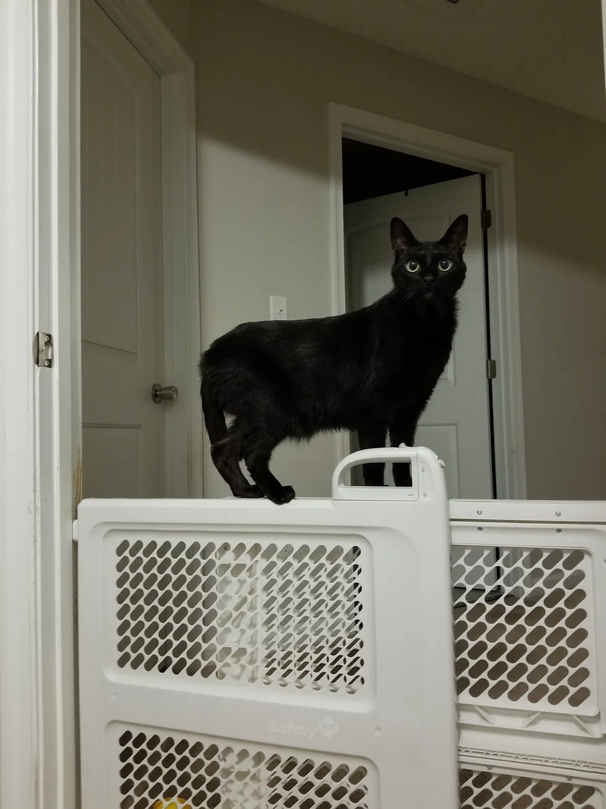 Lost cat in Portsmouth, VA, 23707