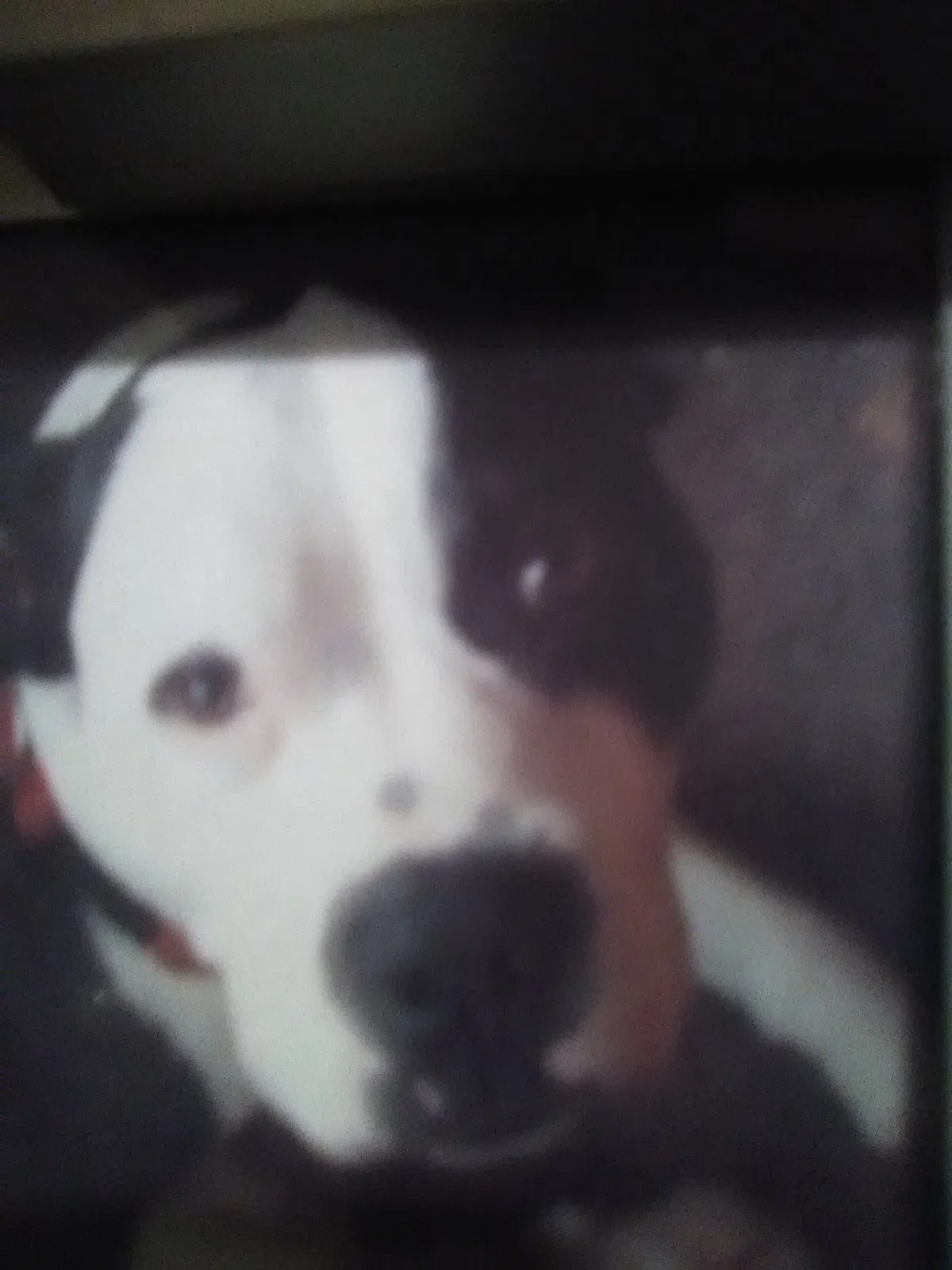 Lost dog in Mansfield, OH, 44903