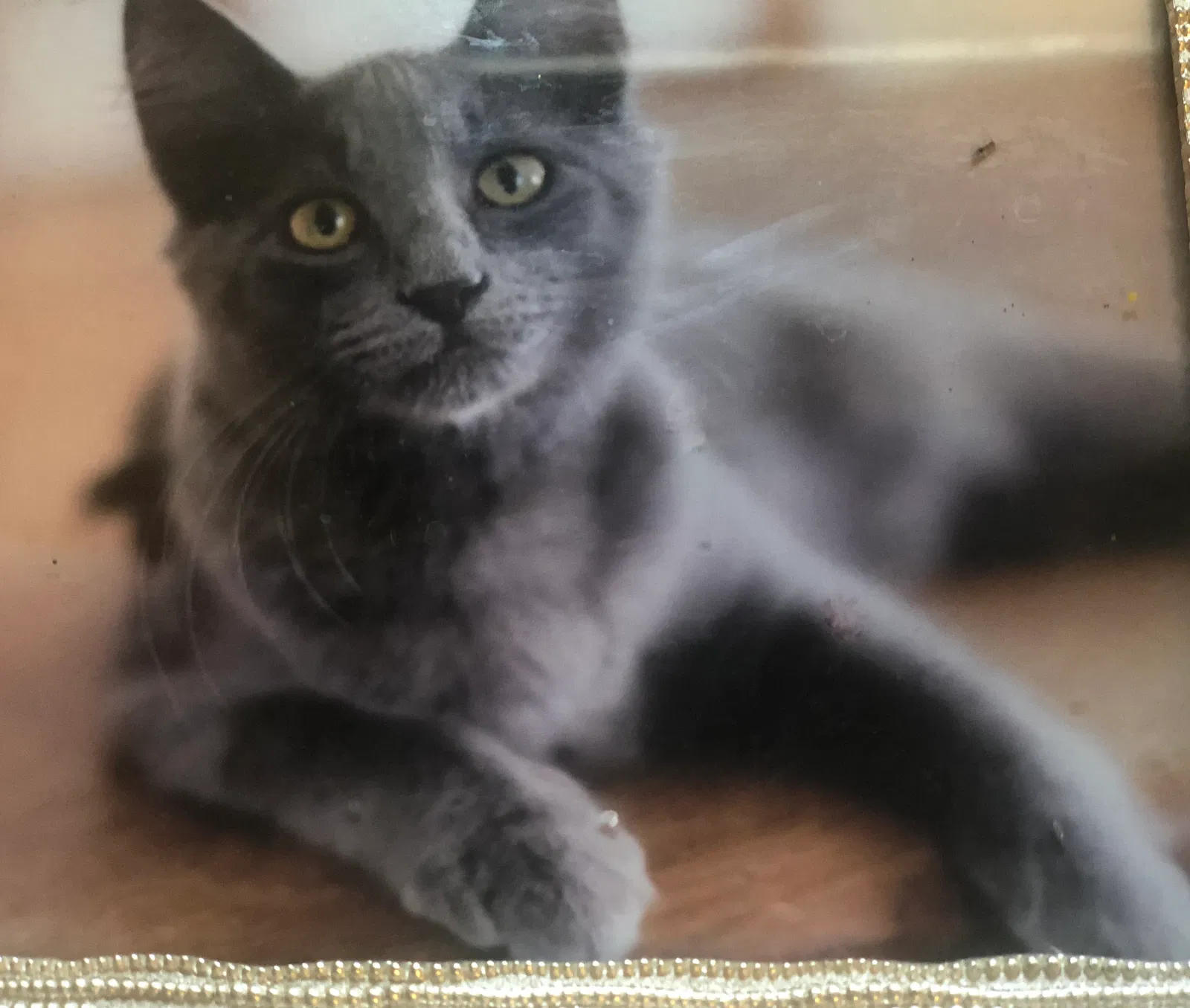Lost cat in Pensacola, FL, 32503