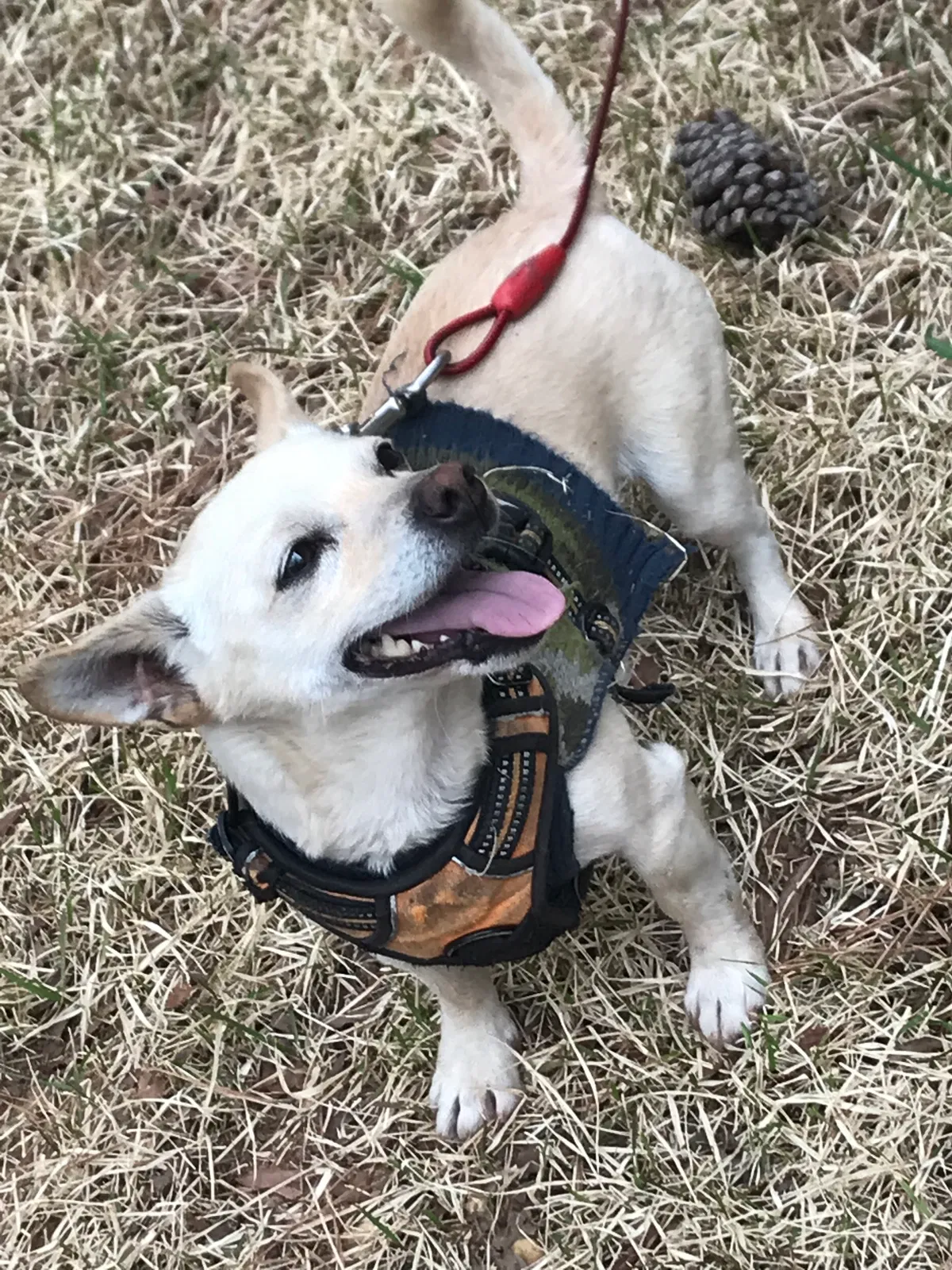 Lost dog in Clayton, NC, 27527