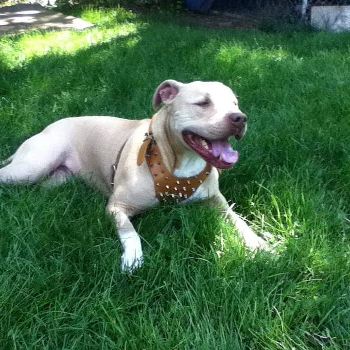 Lost dog in Salt Lake City, UT, 84116