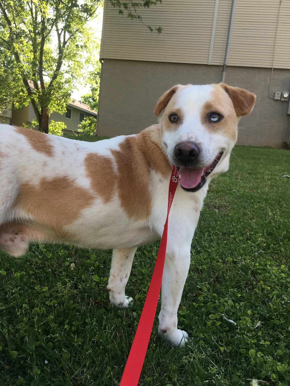 Lost dog in Birmingham, AL, 35226