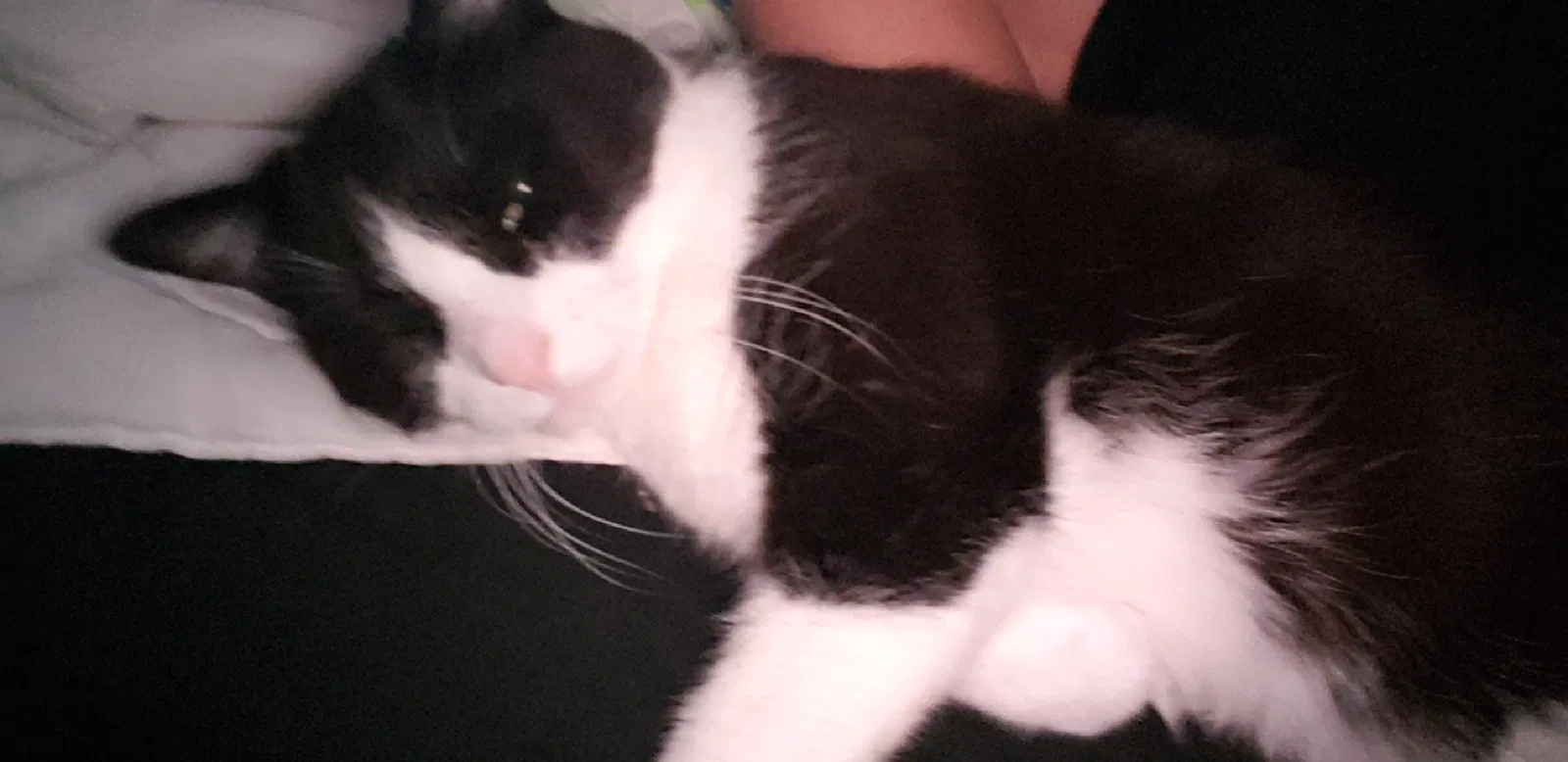 Lost cat in Shakopee, MN, 55379