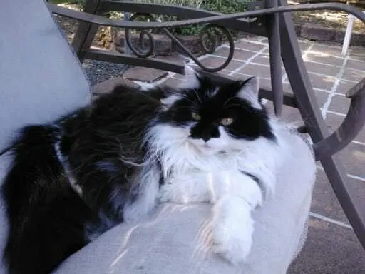 Lost cat in Vancouver, WA, 98682