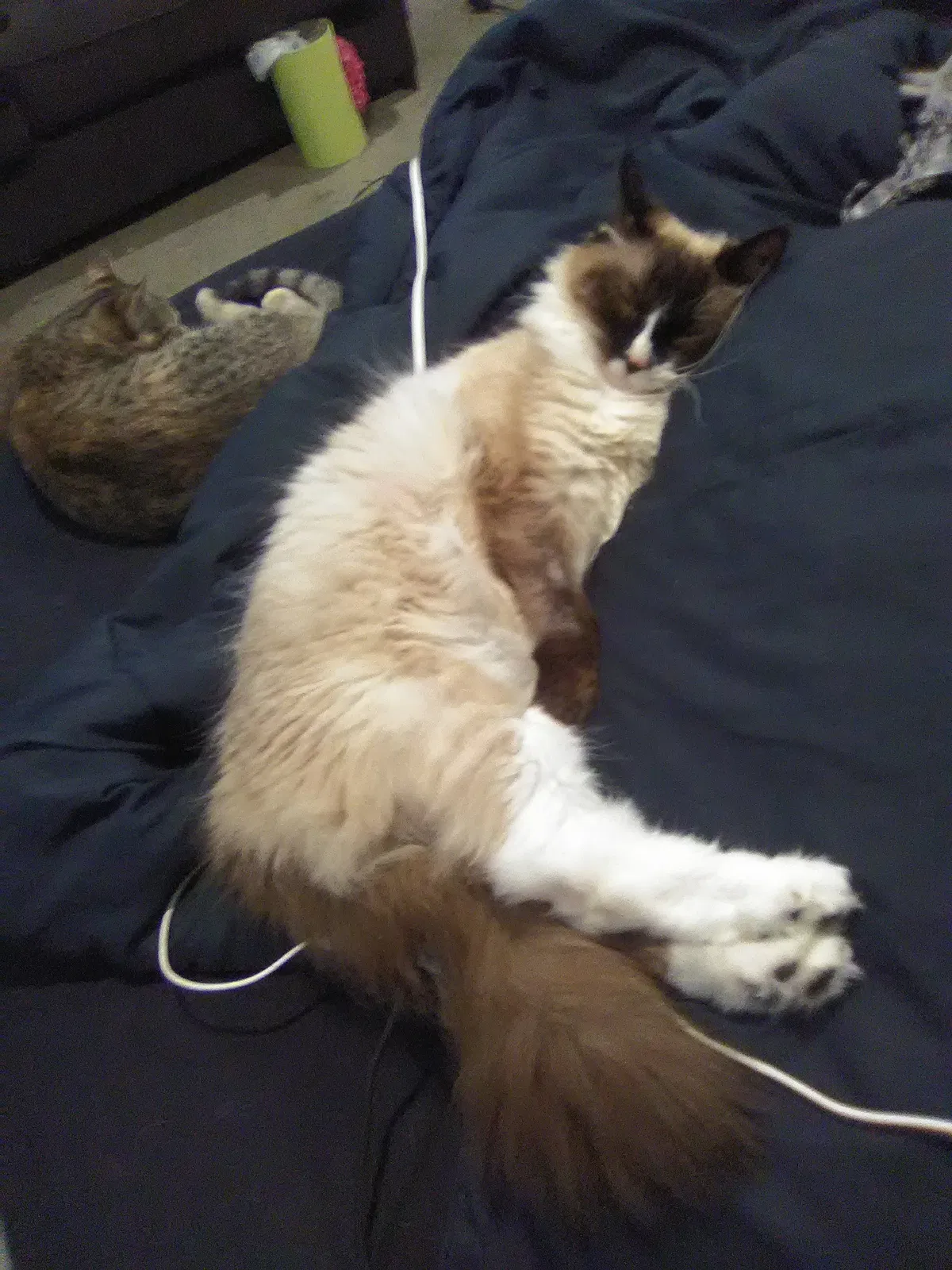 Lost cat in Kansas City, MO, 64138