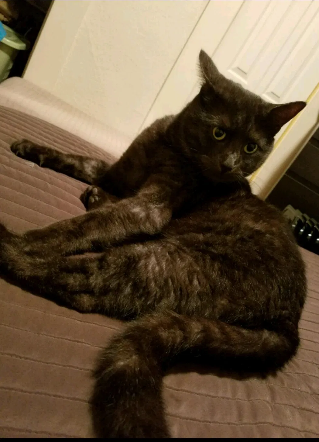Lost cat in Roseville, CA, 95678